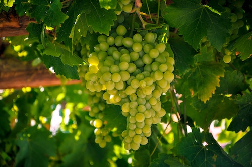 Explore Chardonnay