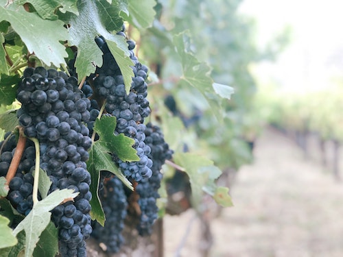 Explore Pinot Noir